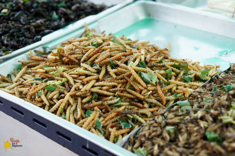 Entomophagy di Thailand