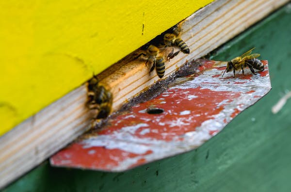 Pestisida Neonicotinoid Menghentikan Lebah dan Lalat Agar Tidak Bisa Hidup